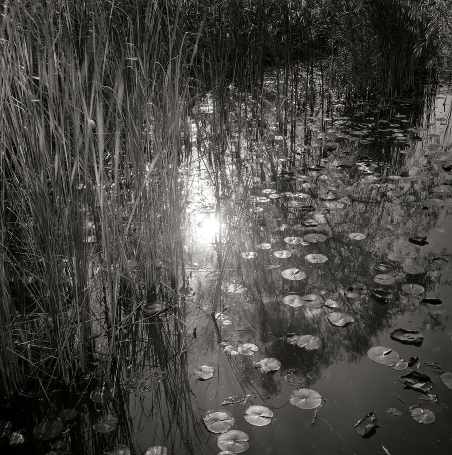 Rolleiflex 3.5E, Fuji Acros 100 film, developed in Rodinal, scanned and given a digital-darkroom treatment in Photoshop.